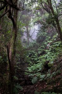 Trees in forest