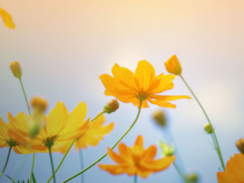 Close-up of yellow cosmos flowers against sky