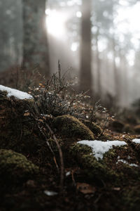 Trees on snow covered field in forest