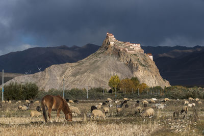 Horses on a field against mountain range