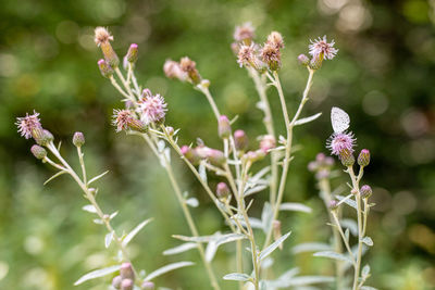 Close-up of purple flowering plant