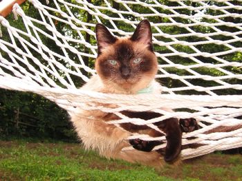 Portrait of cat on grass