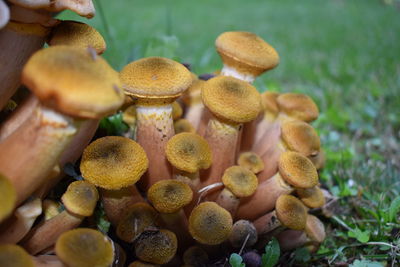 Close-up of mushrooms growing on land