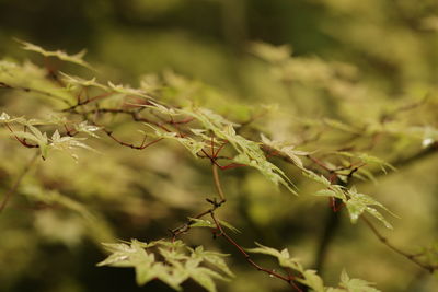 Close-up of plant