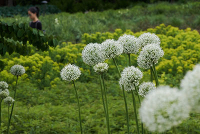 Close-up of flowers blooming on field