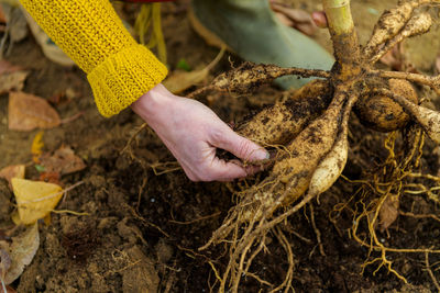 Woman digging up dahlia plant tubers, cleaning and preparing them for winter storage. 