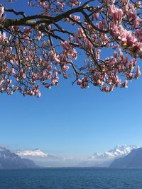 Cherry blossom by sea against sky