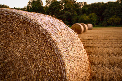 Hay bales in field against trees