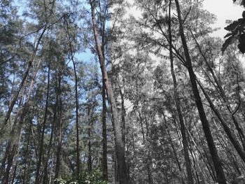 Low angle view of trees in forest