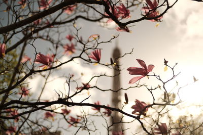 Low angle view of tree against sky