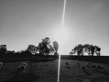 View of horse on field against sky
