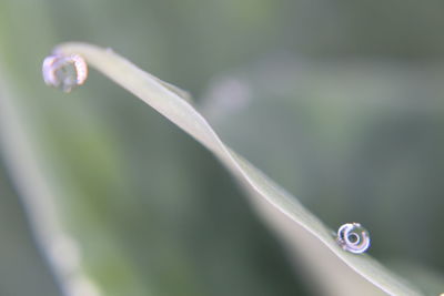 Close-up of water drop on leaf