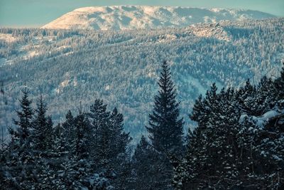 Scenic view of pine trees during winter