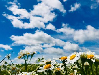 Close-up of yellow flowering plants on field against sky