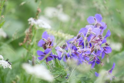 Close-up of purple flowering plants