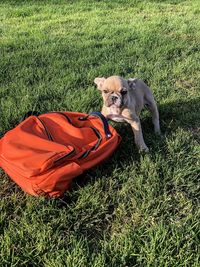 High angle view of dog on field