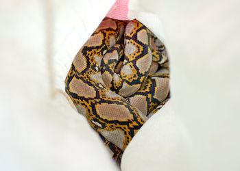 Close-up of wedding rings on white fabric
