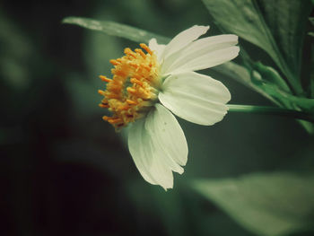 Close-up of white flowers blooming outdoors