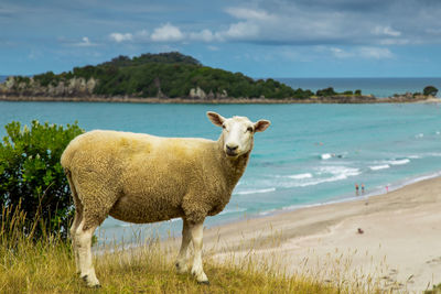 View of sheep on beach