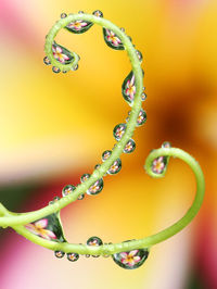 Close-up of water drops on leaf