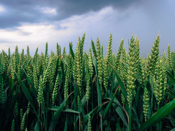 Crops growing on field against sky