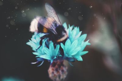 Close-up of butterfly pollinating on purple flower