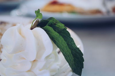 Close-up of mint on ice cream