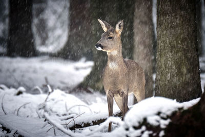 Deer standing on snow covered land