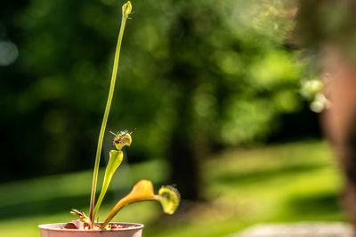 Close-up of insect on plant