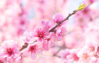 Close-up of pink cherry blossoms