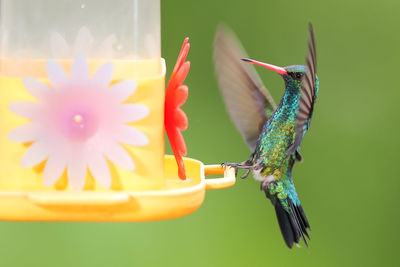 Close-up of bird on flower