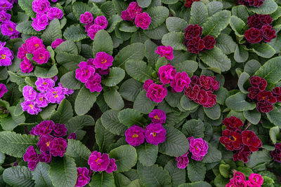 Full frame shot of pink flowers