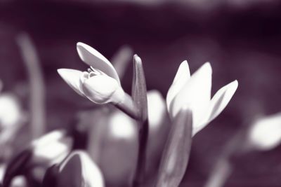 Close-up of white flowers