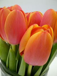 Close-up of orange tulips