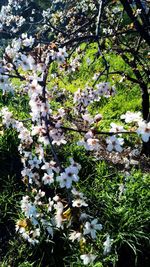 Close-up of flowers on tree