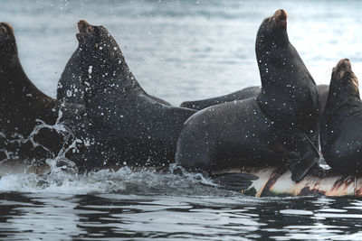 Close-up of sea lions in water