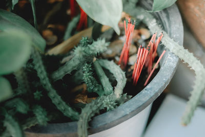 Close-up of potted plant