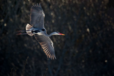 Close-up of gray heron flying in early spring