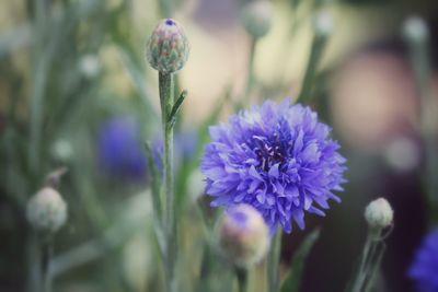 Close-up of purple flowering plant