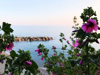 Pink flowering plants by sea against sky