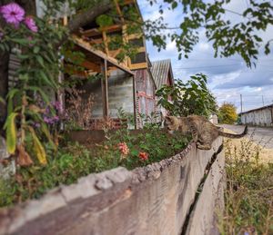 View of a cat against plants