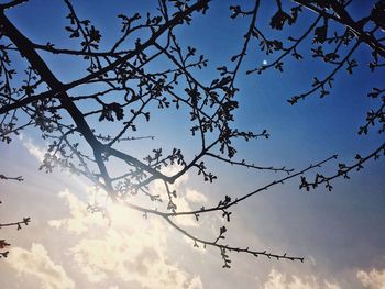 Low angle view of branches against sky