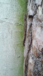 Close-up of tree trunk