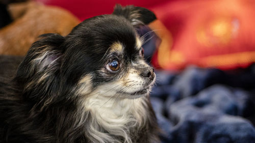 Close-up of a dog looking away