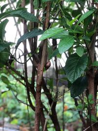 Low angle view of lizard on tree