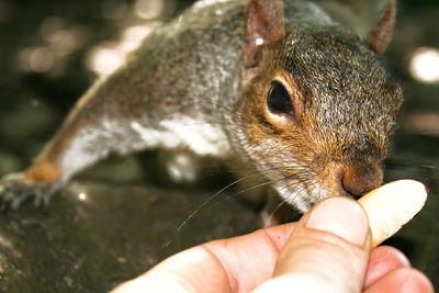 Close-up of hand holding squirrel