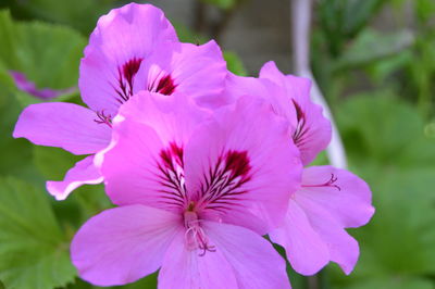 Close-up of pink rose flower