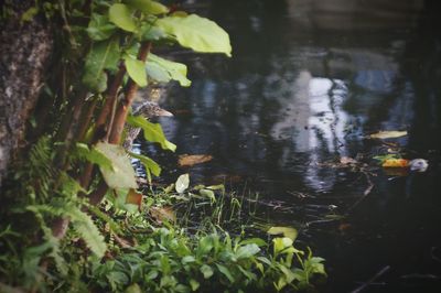 Close-up of plants floating on water