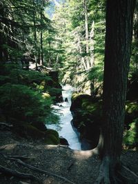 Stream flowing through forest