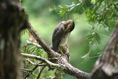 Low angle view of eagle perching on tree